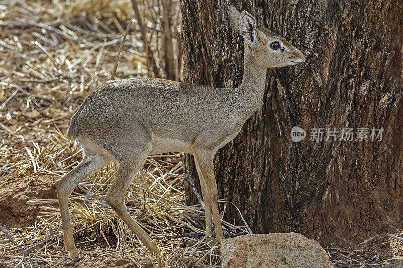 柯克的迪克迪克(Madoqua kirkii)是一种小羚羊，发现于非洲东部和西南部。肯尼亚梅鲁国家公园